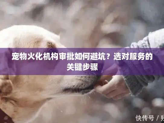 宠物火化机构审批如何避坑？选对服务的关键步骤