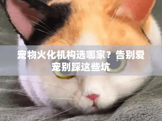 宠物火化机构选哪家？告别爱宠别踩这些坑