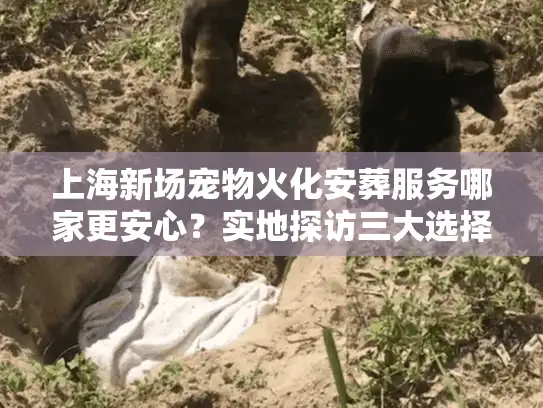 上海新场宠物火化安葬服务哪家更安心？实地探访三大选择要点