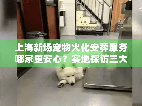 上海新场宠物火化安葬服务哪家更安心？实地探访三大选择要点