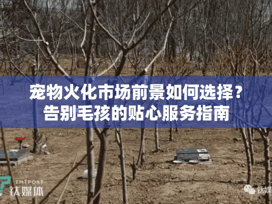 宠物火化市场前景如何选择？告别毛孩的贴心服务指南