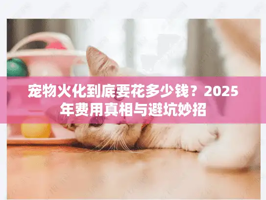 宠物火化到底要花多少钱？2025年费用真相与避坑妙招