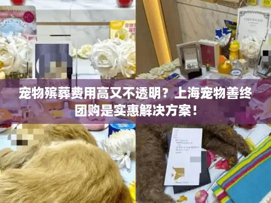 宠物殡葬费用高又不透明？上海宠物善终团购是实惠解决方案！
