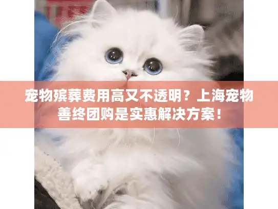 宠物殡葬费用高又不透明？上海宠物善终团购是实惠解决方案！