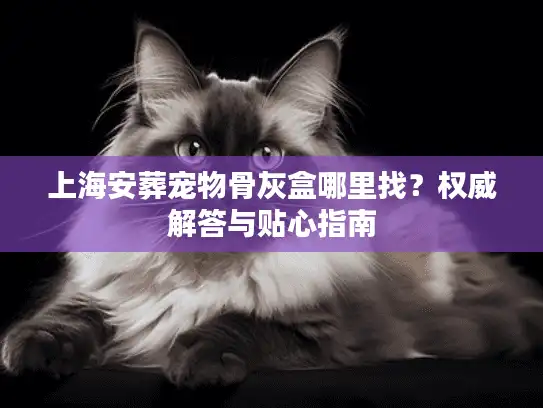 上海安葬宠物骨灰盒哪里找？权威解答与贴心指南