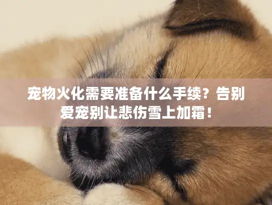 宠物火化需要准备什么手续？告别爱宠别让悲伤雪上加霜！