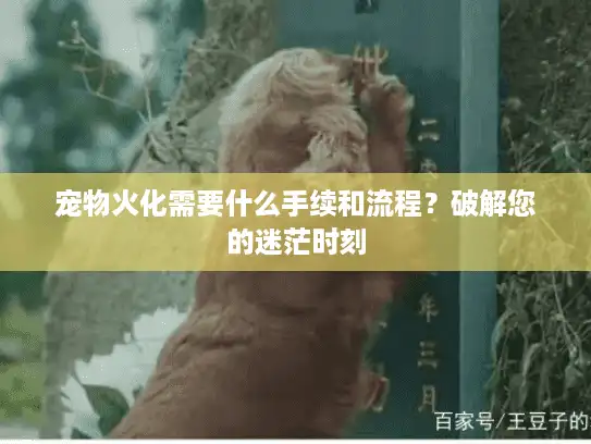 宠物火化需要什么手续和流程？破解您的迷茫时刻