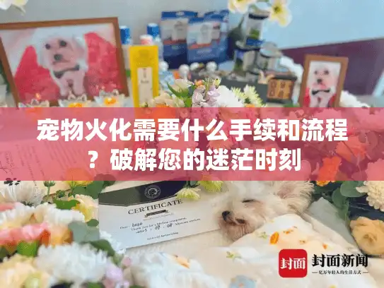 宠物火化需要什么手续和流程？破解您的迷茫时刻