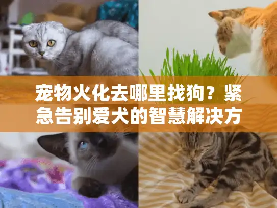 宠物火化去哪里找狗？紧急告别爱犬的智慧解决方案