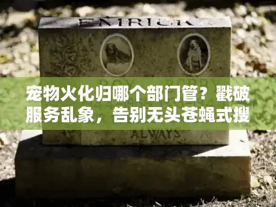 宠物火化归哪个部门管？戳破服务乱象，告别无头苍蝇式搜索