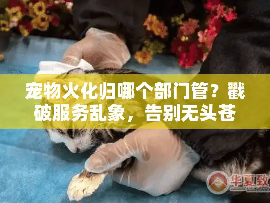 宠物火化归哪个部门管？戳破服务乱象，告别无头苍蝇式搜索