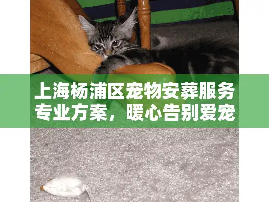 上海杨浦区宠物安葬服务专业方案，暖心告别爱宠时刻