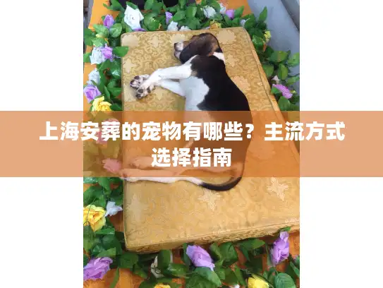上海安葬的宠物有哪些？主流方式选择指南