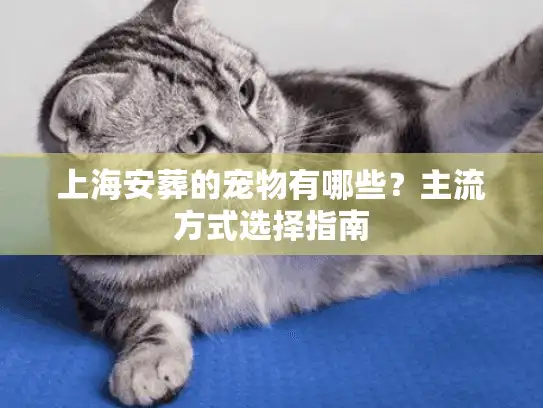 上海安葬的宠物有哪些？主流方式选择指南
