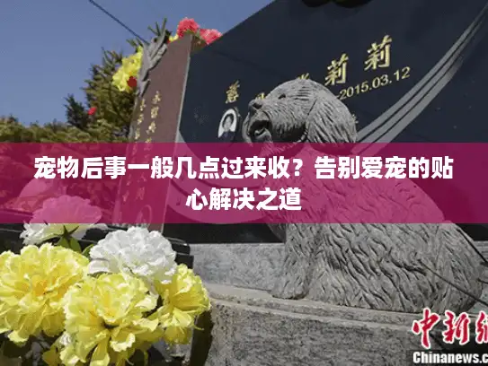 宠物后事一般几点过来收？告别爱宠的贴心解决之道
