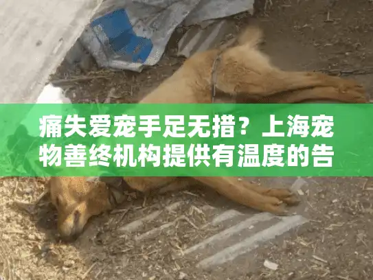 痛失爱宠手足无措？上海宠物善终机构提供有温度的告别方案