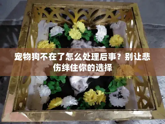 宠物狗不在了怎么处理后事？别让悲伤绊住你的选择