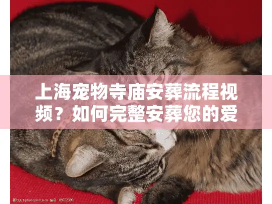 上海宠物寺庙安葬流程视频？如何完整安葬您的爱宠？