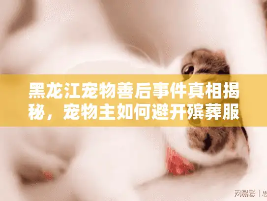 黑龙江宠物善后事件真相揭秘，宠物主如何避开殡葬服务陷阱？