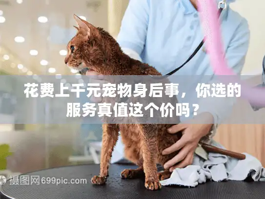 花费上千元宠物身后事，你选的服务真值这个价吗？