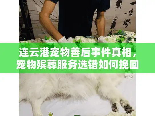 连云港宠物善后事件真相，宠物殡葬服务选错如何挽回损失？