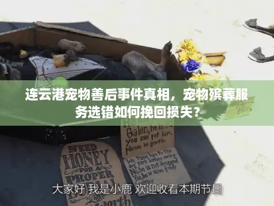 连云港宠物善后事件真相，宠物殡葬服务选错如何挽回损失？
