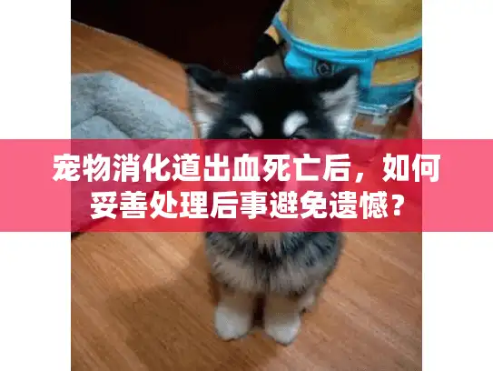 宠物消化道出血死亡后，如何妥善处理后事避免遗憾？