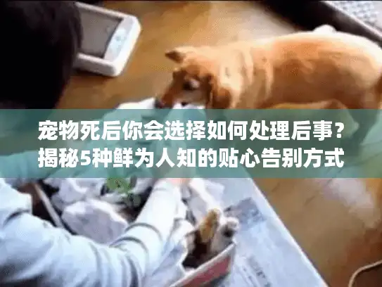 宠物死后你会选择如何处理后事？揭秘5种鲜为人知的贴心告别方式