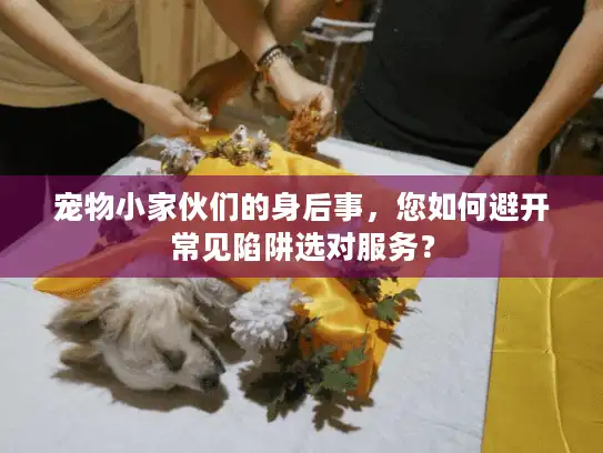 宠物小家伙们的身后事，您如何避开常见陷阱选对服务？