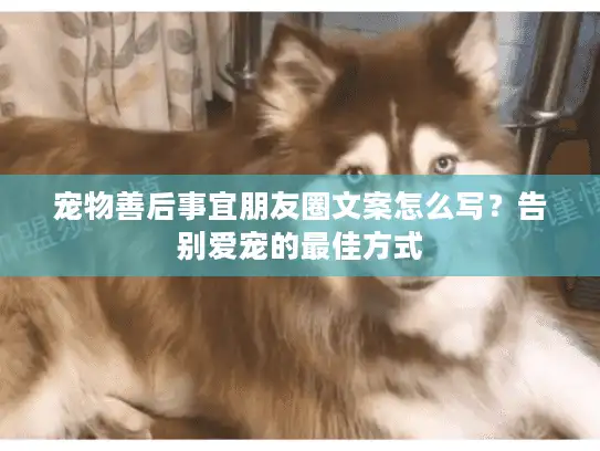 宠物善后事宜朋友圈文案怎么写？告别爱宠的最佳方式