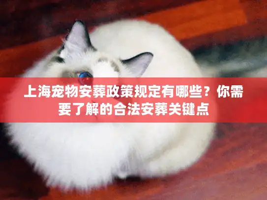 上海宠物安葬政策规定有哪些？你需要了解的合法安葬关键点