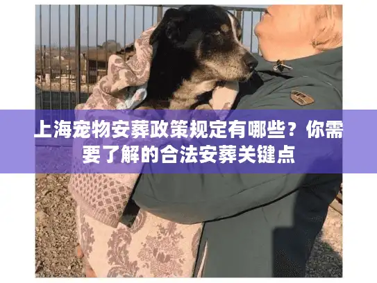 上海宠物安葬政策规定有哪些？你需要了解的合法安葬关键点