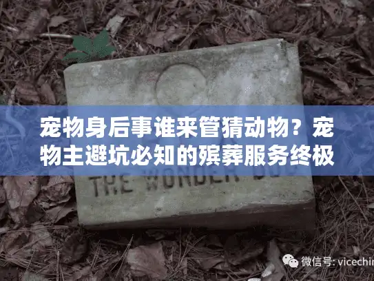 宠物身后事谁来管猜动物？宠物主避坑必知的殡葬服务终极选择法
