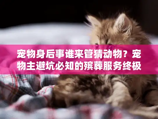 宠物身后事谁来管猜动物？宠物主避坑必知的殡葬服务终极选择法