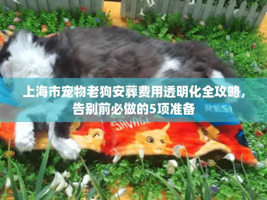 上海市宠物老狗安葬费用透明化全攻略，告别前必做的5项准备