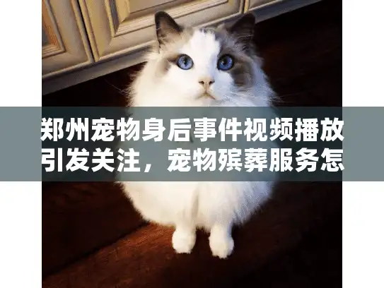 郑州宠物身后事件视频播放引发关注，宠物殡葬服务怎么选才安心？