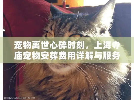 宠物离世心碎时刻，上海寺庙宠物安葬费用详解与服务指南