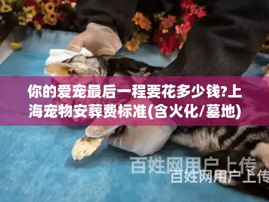 你的爱宠最后一程要花多少钱?上海宠物安葬费标准(含火化/墓地)