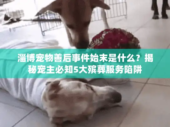 淄博宠物善后事件始末是什么？揭秘宠主必知5大殡葬服务陷阱