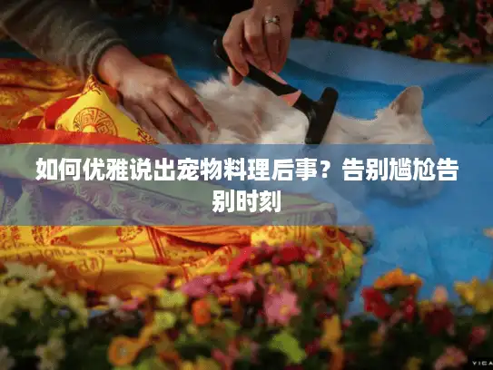 如何优雅说出宠物料理后事？告别尴尬告别时刻