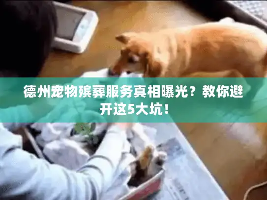 德州宠物殡葬服务真相曝光？教你避开这5大坑！