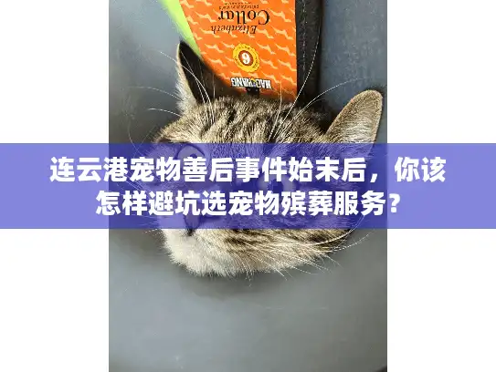 连云港宠物善后事件始末后，你该怎样避坑选宠物殡葬服务？