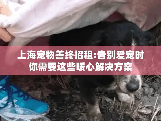 上海宠物善终招租:告别爱宠时你需要这些暖心解决方案