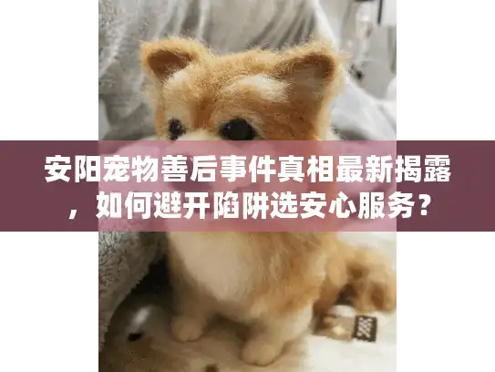安阳宠物善后事件真相最新揭露，如何避开陷阱选安心服务？