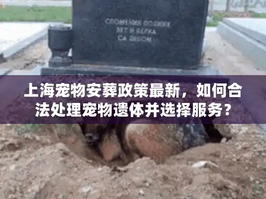 上海宠物安葬政策最新，如何合法处理宠物遗体并选择服务？