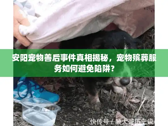 安阳宠物善后事件真相揭秘，宠物殡葬服务如何避免陷阱？