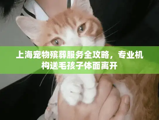 上海宠物殡葬服务全攻略，专业机构送毛孩子体面离开
