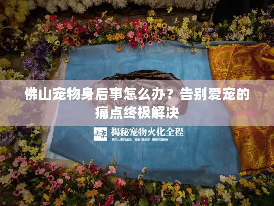 佛山宠物身后事怎么办？告别爱宠的痛点终极解决