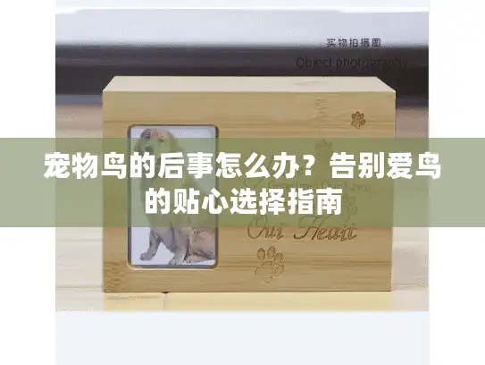 宠物鸟的后事怎么办？告别爱鸟的贴心选择指南