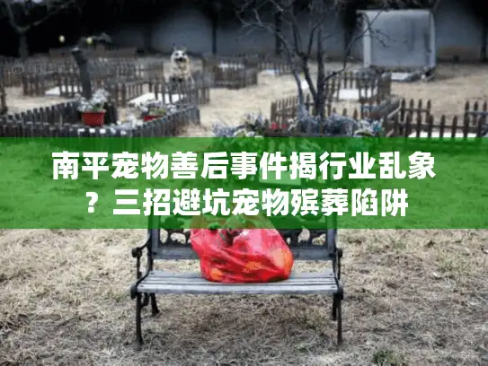 南平宠物善后事件揭行业乱象？三招避坑宠物殡葬陷阱